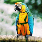Loro volando con cuerda voladora y arnés para pájaros.