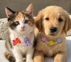 Collar para mascotas, colorido colgante de flores de colores mezclados.