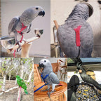 Loro volando con cuerda voladora y arnés para pájaros.