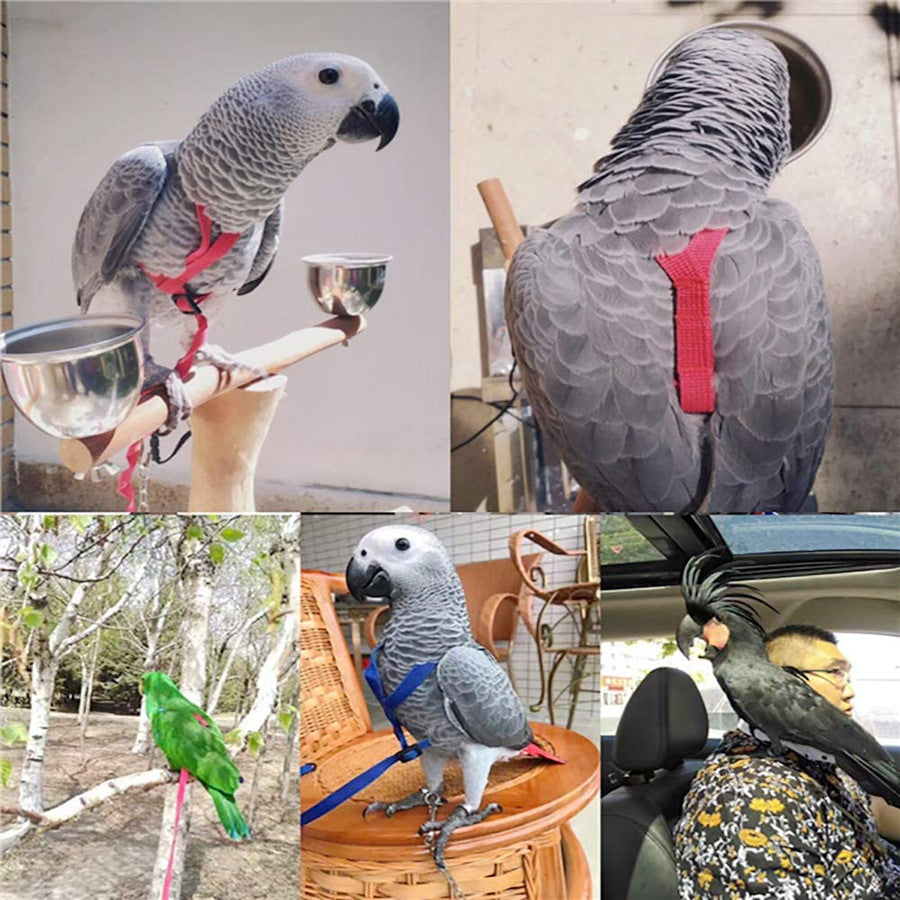 Loro volando con cuerda voladora y arnés para pájaros.
