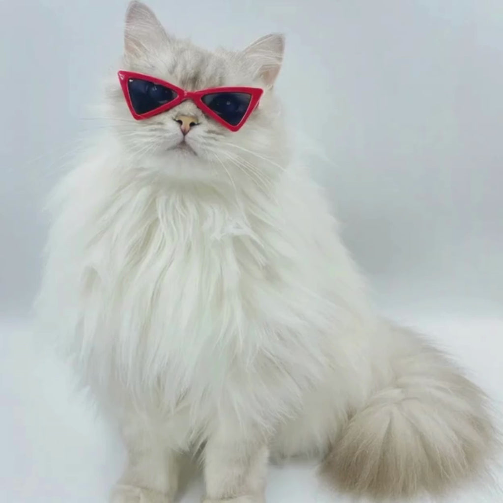 Gafas para Mascotas