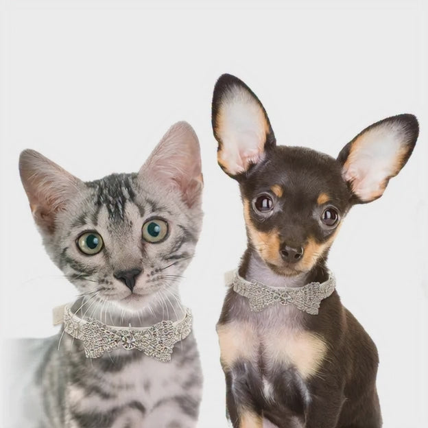 Collar para Mascotas con lazo colorido de cuero sintético.