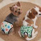 Braguitas Menstruales para mascotas. Material resistente.