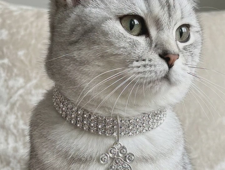 Collar para Gatos, de color sólido de aleación.